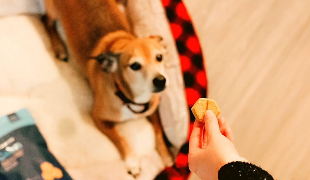 TOP 5 Nutritious Biscuits For Dog in 2021